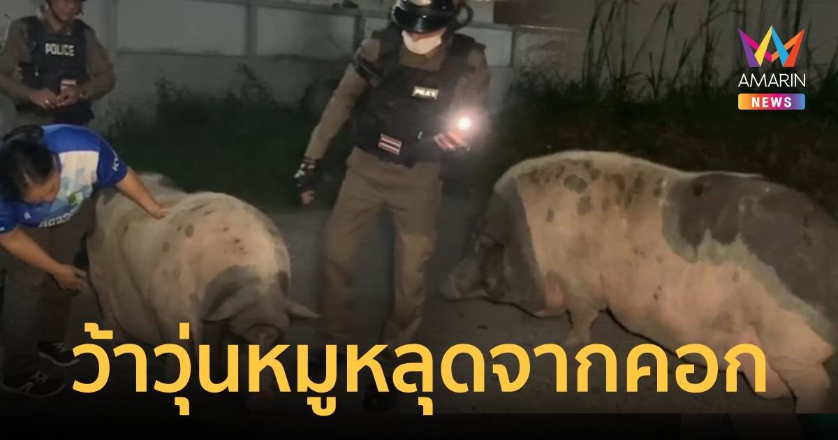 ว้าวุ่น!หมูหลุดมาเดินกลางถนน ตำรวจต้องเดินคุ้มกันส่งถึงคอก