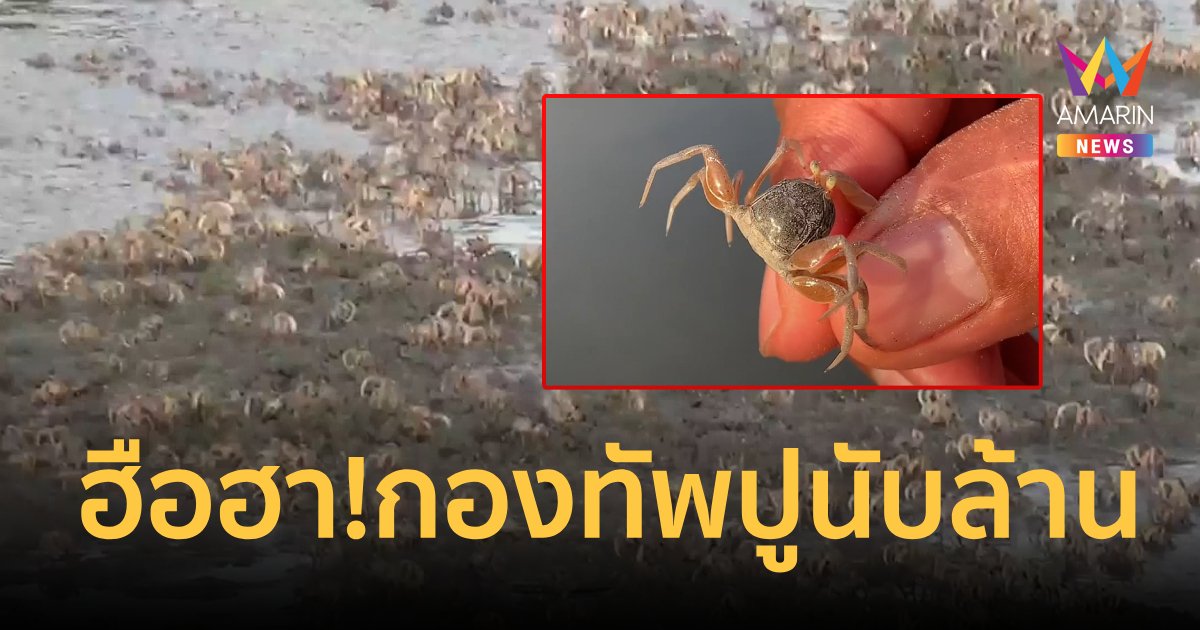ตื่นตาตื่นใจ!กองทัพปูทหารสีสันสวยงามนับล้านตัว โผล่หาดสำราญ