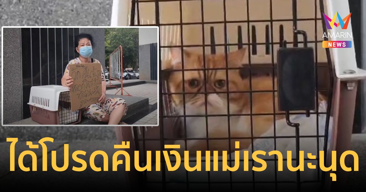 "คืนเงินแม่เราเถอะนุด" สาวใหญ่พาน้องแมวทวงเงินลูกหนี้