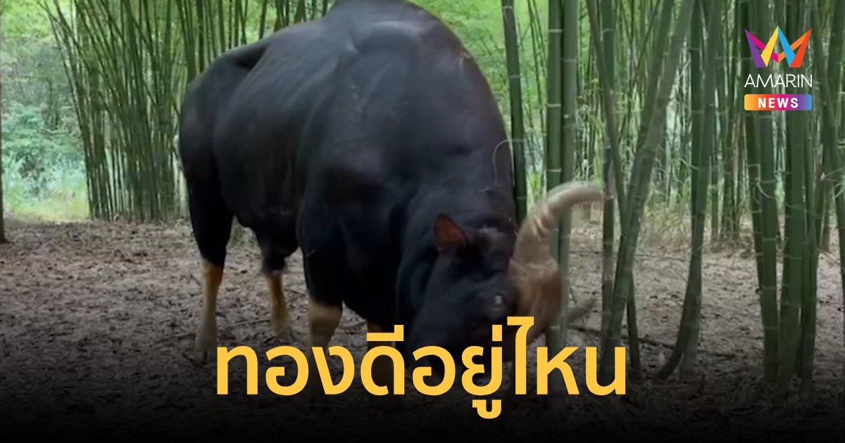 ตามหาเจ้าทองดีกระทิงป่าแสนรู้ บาดเจ็บหนัก คาดถูกจ่าฝูงไล่ขวิด