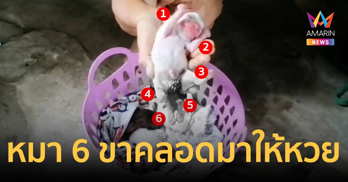 หมาเกิดวันหวยออกมี ขาหลัง 4 ขา รวม 6 ขา เลขท้าย 2 ตัว งวดนี้ออก 46