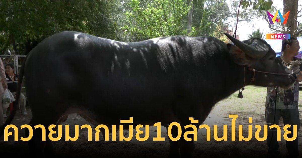 “บิ๊กมีน” ควายมากเมีย เจ้าของเผยมีคนให้ 10 ล้านแต่ไม่ขาย