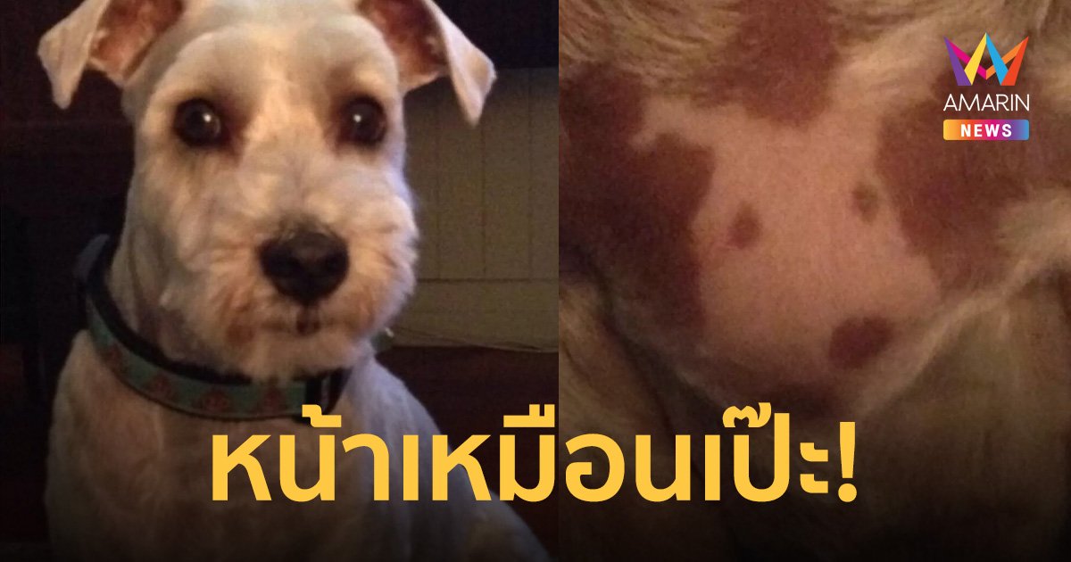 เจ้าของอึ้ง น้องหมามีขนกลางหน้าอกเหมือน "หน้าตัวเอง" อย่างกับสักเอาไว้