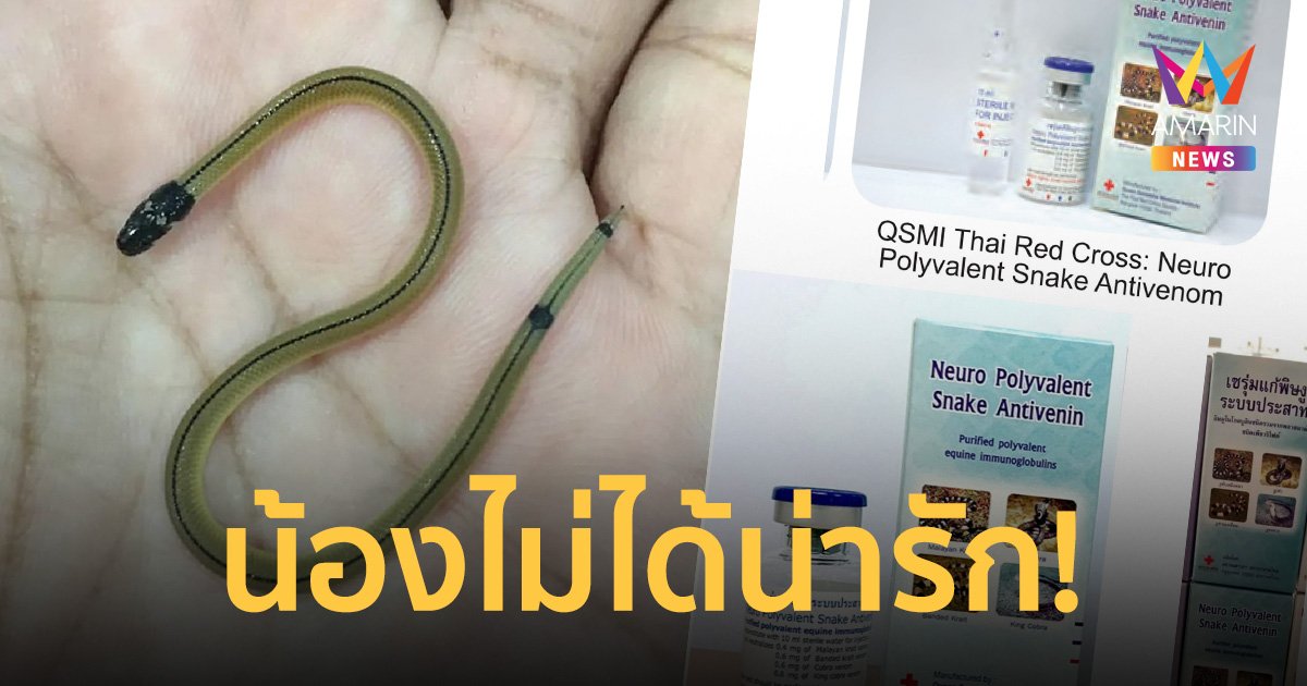 ชาวเน็ตโพสต์ถาม “ลูกงูอะไร” ก่อนที่ผู้รู้จริง เตือน! โชคดีมากที่ไม่ถูกกัด