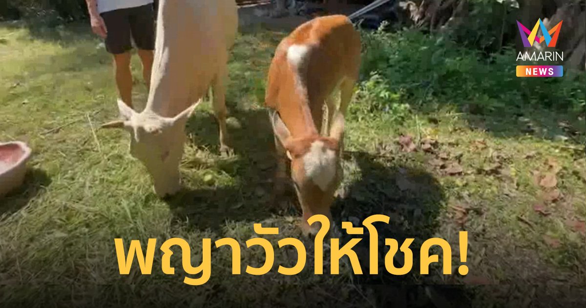 หนุ่มฝัน 4 ครั้ง จะพบสัตว์ให้โชค ไปตามฝันเจอ พญาวัว ตามลักษณะคำโบราณ