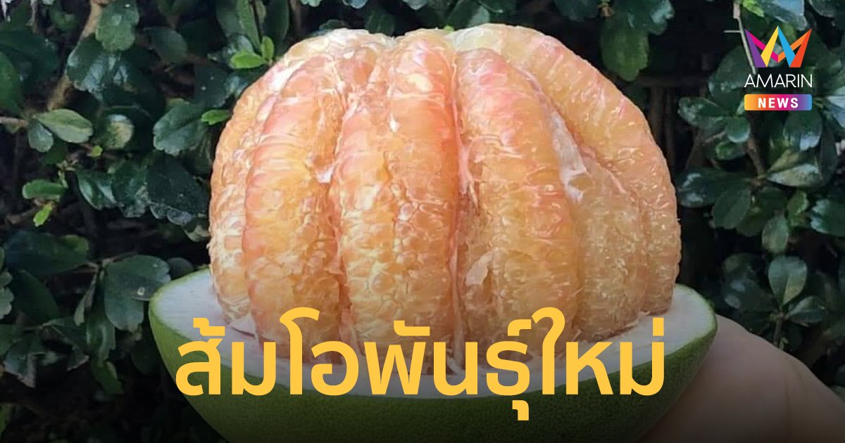 สายส้มมีเฮ ! แจ้งเกิดส้มโอพันธุ์ใหม่ กวก.พิจิตร 1 หวานหอมเฉพาะตัว