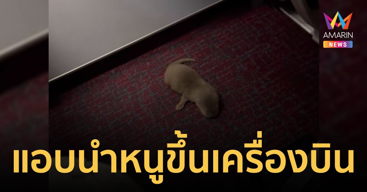 วุ่นยกลำ! ผู้โดยสารแอบนำ "หนู" ขึ้นเครื่องบิน ผงะพบสัตว์อีกหลายตัวในกระเป๋า