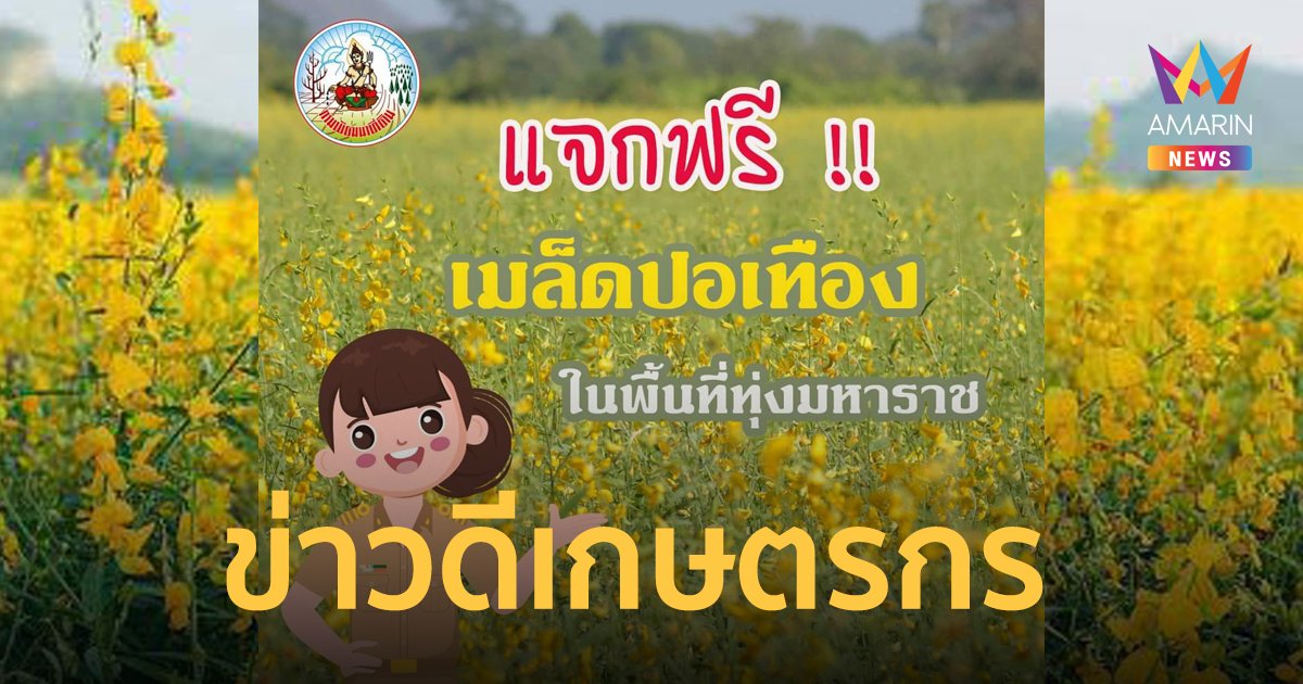 ข่าวดี ! เกษตรกร กรมพัฒนาที่ดิน แจกฟรี ! เมล็ดพันธุ์ปอเทือง