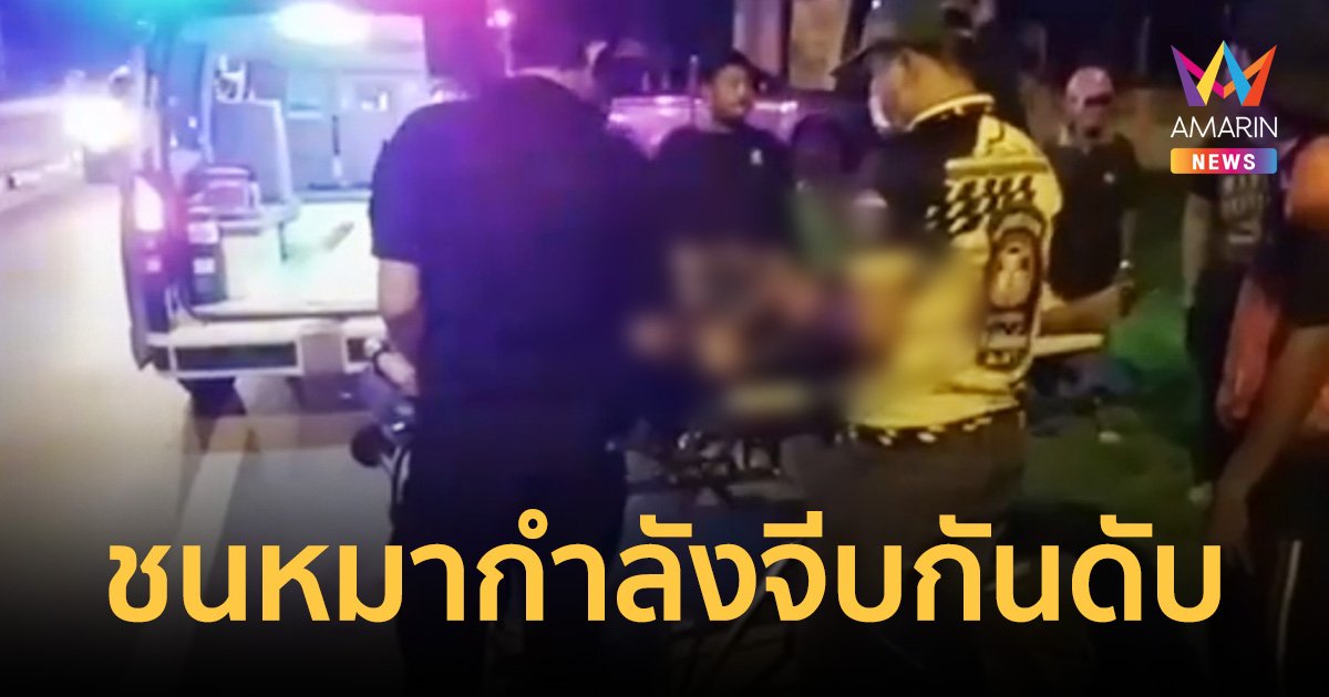 หนุ่มบิดมอไซค์ ชนหมาตายคา เตือนเดือนสิบ ระวังหมาออกมาหาคู่