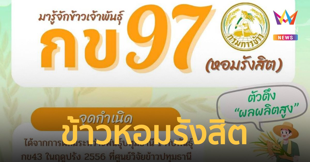 กข 97 ข้าวอีกสายพันธุ์ที่น่าจับตามอง