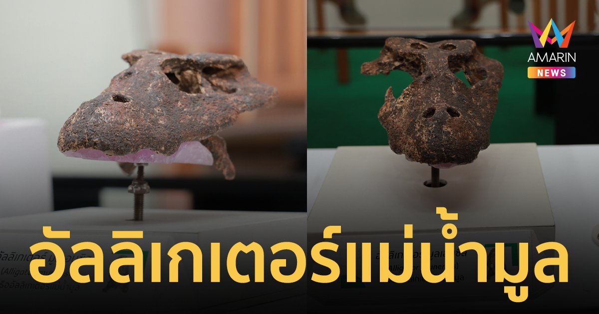พบ “อัลลิเกเตอร์แม่น้ำมูล” อัลลิเกเตอร์สายพันธุ์ใหม่ของโลก