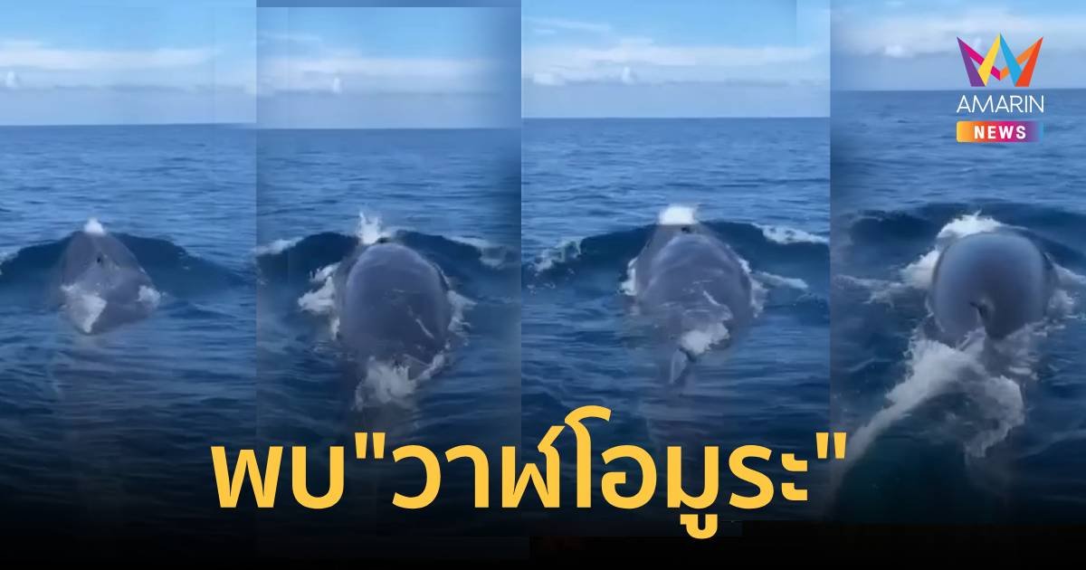 นักท่องเที่ยวเฮลั่น พบวาฬโอมูระ 2 ตัว โผล่โชว์ตัว