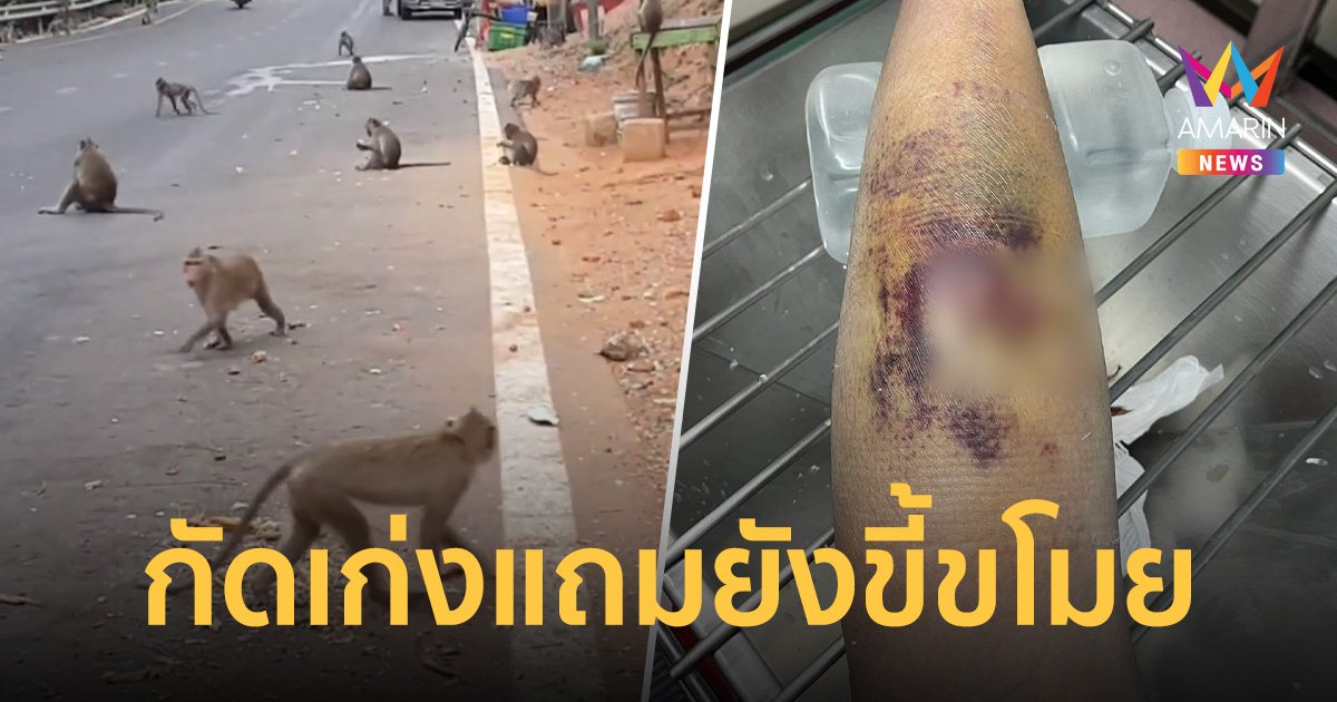 น้องไม่ได้น่ารักทุกตัว! เพจ สายไหมต้องรอด เตือนภัย ลิงเขาสามมุก กัดนักท่องเที่ยว