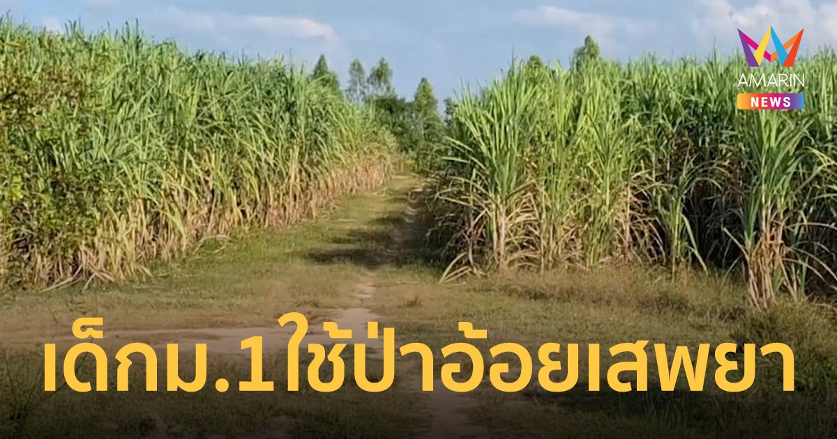 แอบใช้ ป่าอ้อยเป็นแหล่งซ่องสุม ยาบ้า แม่ยอมรับไม่ได้ วอนรัฐแก้ไข