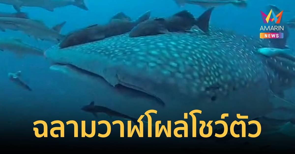 ฉลามวาฬ อวดโฉม กลางทะเลที่จุดดำน้ำเรือหลวงช้าง