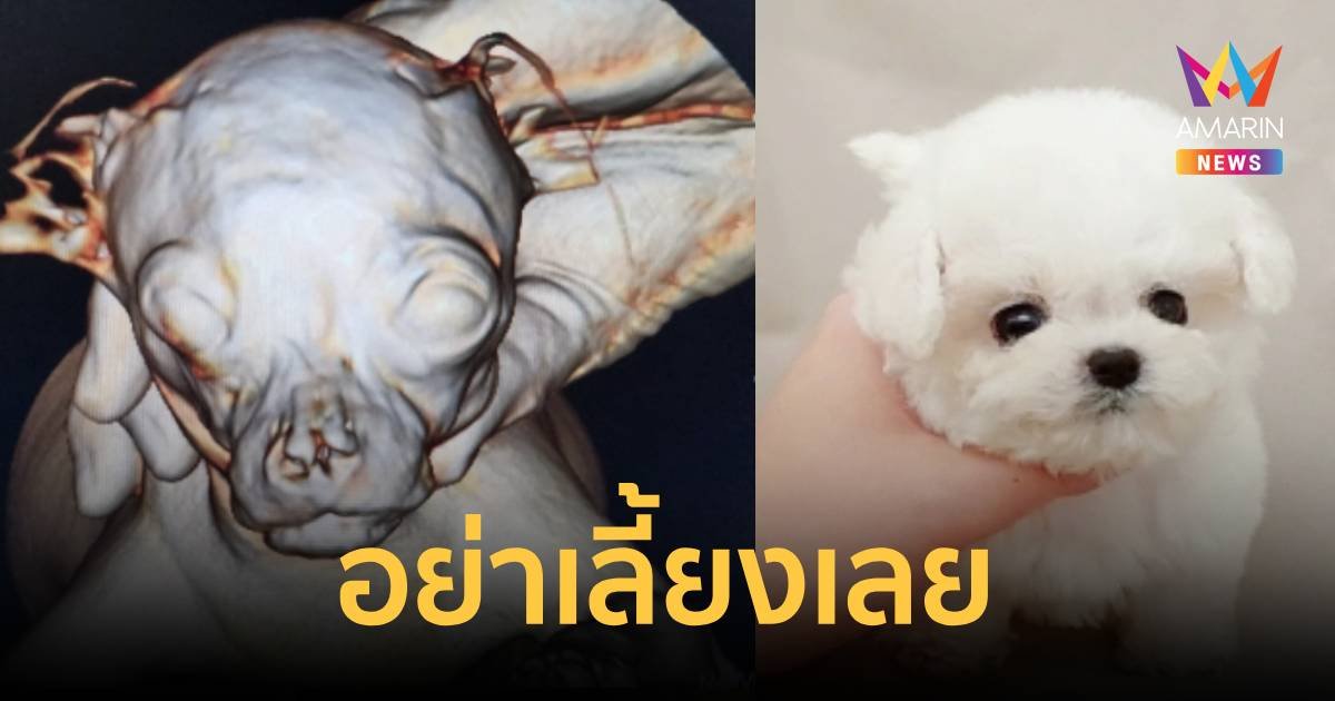 หยุดเลี้ยงหมาจิ๋ว เหตุกะโหลกโครงสร้างเพี้ยน วอนฟาร์มอย่าหวังแต่เงิน