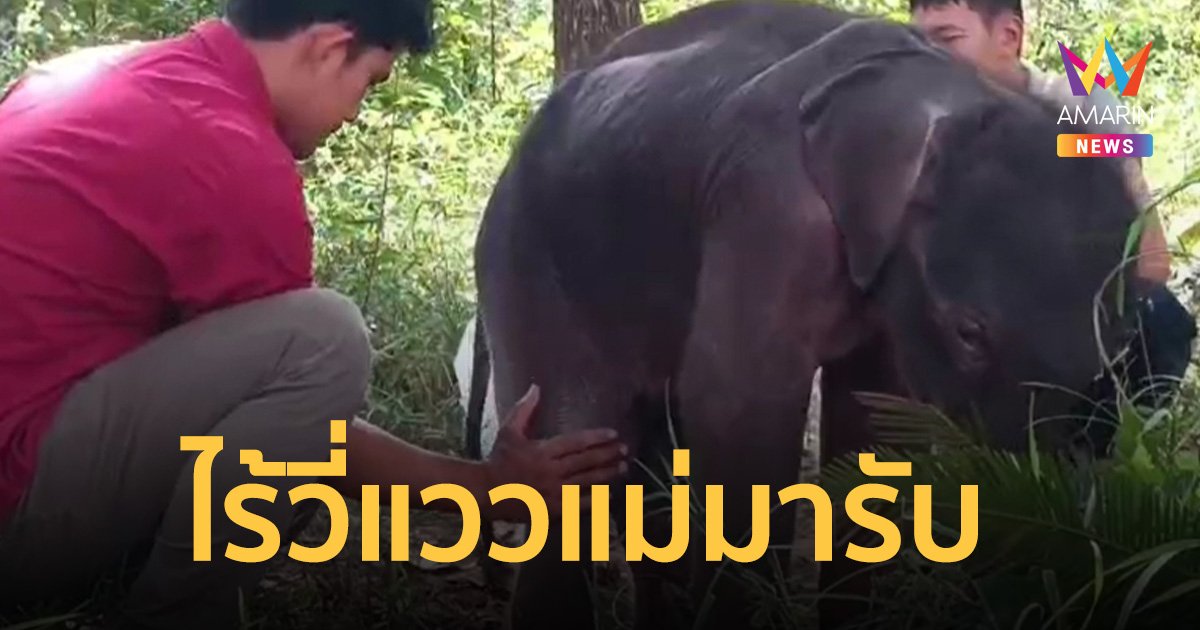 ไร้วี่แววแม่มารับ ลูกช้างหลงทับลาน เจ้าหน้าที่เตรียมเรือย้ายข้ามเขื่อนไปอนุบาล