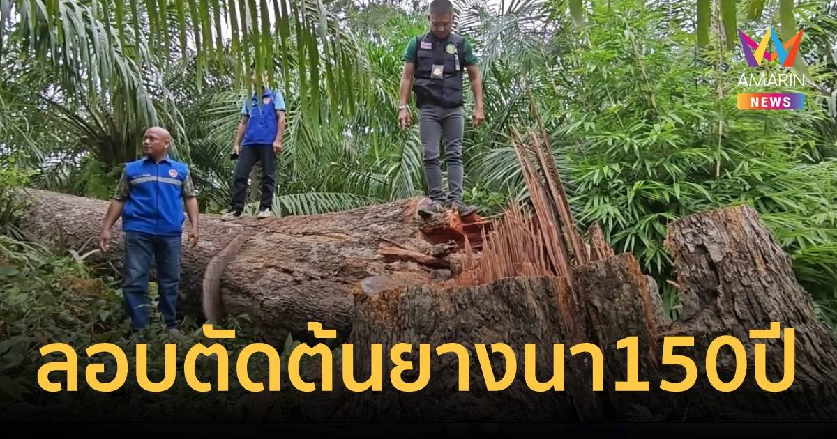 โค่นเรียบ ต้นยางนาอายุนับร้อยปี เชื่อเป็นฝีมือขบวนการลักลอบตัดไม้