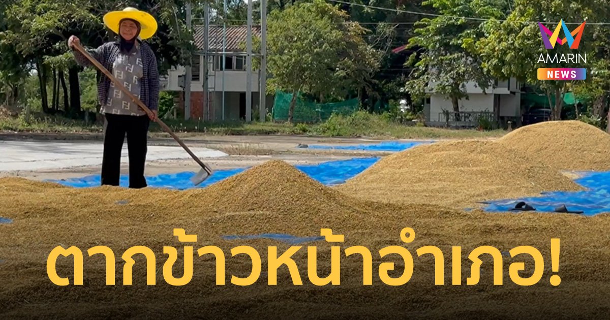 ตากข้าวหน้าอำเภอฟรี! ขโมยไม่มี ลดอุบัติเหตุ ไม่ต้องใช้พื้นที่ถนน      