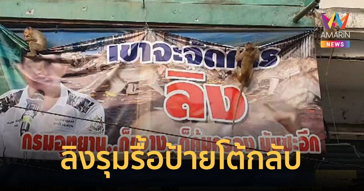 ลิงรุมรื้อป้ายประท้วงกรมอุทยาน หลังชาวลพบุรีทนไม่ไหวถูกกล่าวหาว่ารังแกลิง