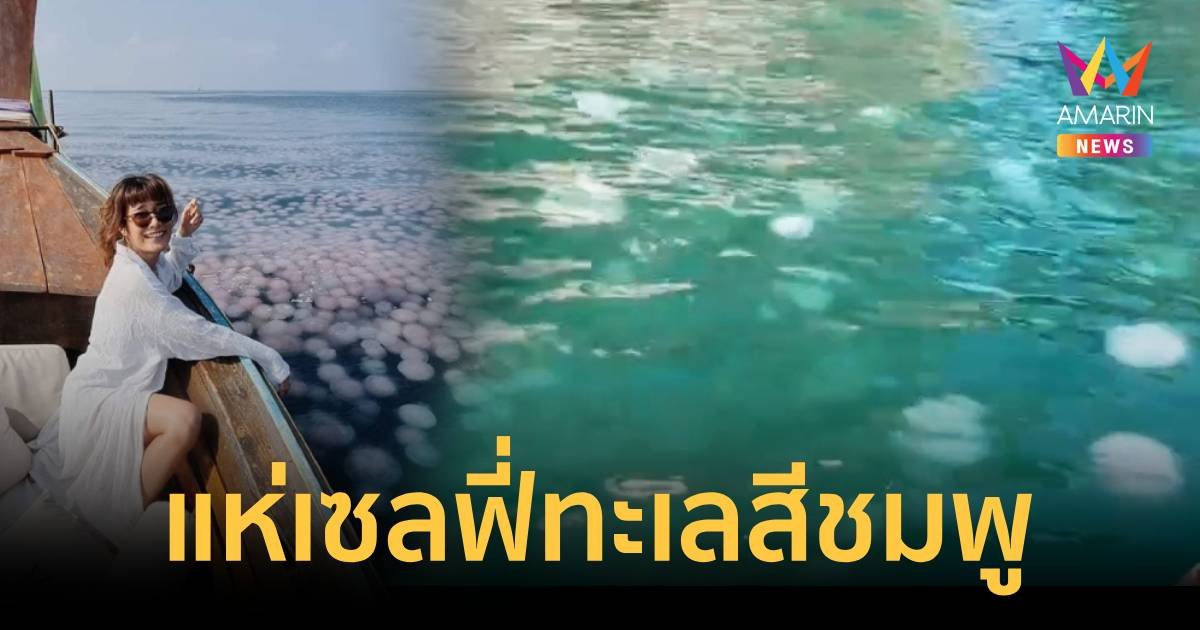 แห่เซลฟี่ฝูงแมงกะพรุนยึดทะเลกระบี่กลายเป็น ทะเลสีชมพู