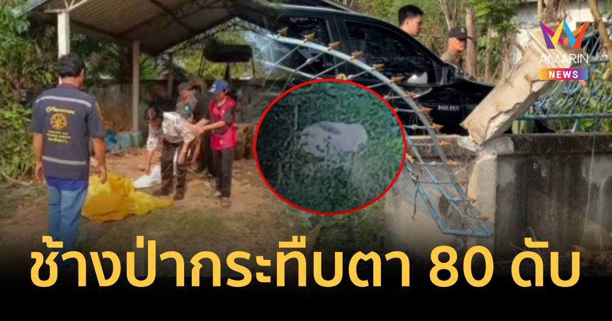 อีกแล้ว ช้างป่าพังกำแพง บุกเข้าบ้านกระทืบตาวัย 80 ร่างแหลกดับสลด
