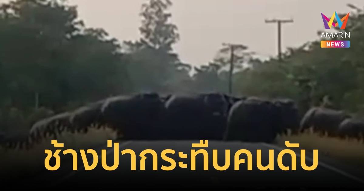 ช้างป่าหลุดโขลง กระทืบตาวัย 65 ปี ดับ