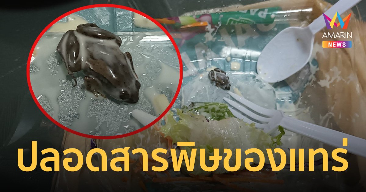 ปลอดสารพิษของแทร่! ลูกกบมาเป็นตัวใน ผักสลัดพร้อมทานแบรนด์ดัง