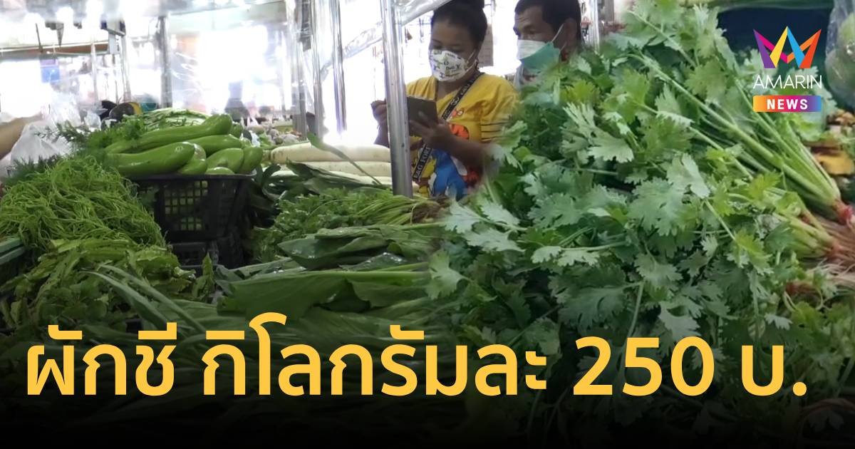 ช่วงนี้งดผักชีโรยหน้า! ปรับราคาสูงขึ้นต่อเนื่อง กิโลกรัมละ 250 บาท