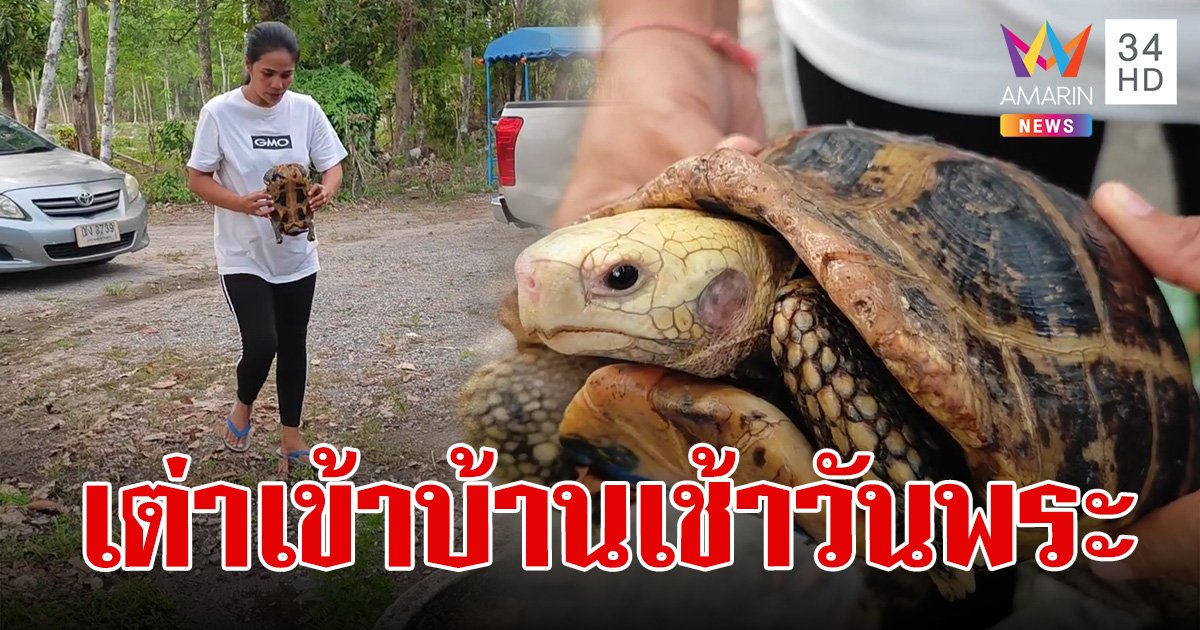 แม่ค้าแป้งข้าวหมาก ตี "เลขเด็ด" เต่าสีทองคลานเข้าบ้านวันพระ