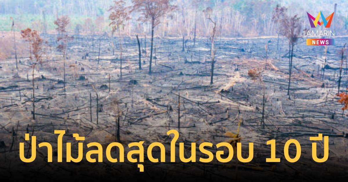 มูลนิธิสืบฯเผยป่าไม้ไทยลดมากที่สุดในรอบ 10 ปี