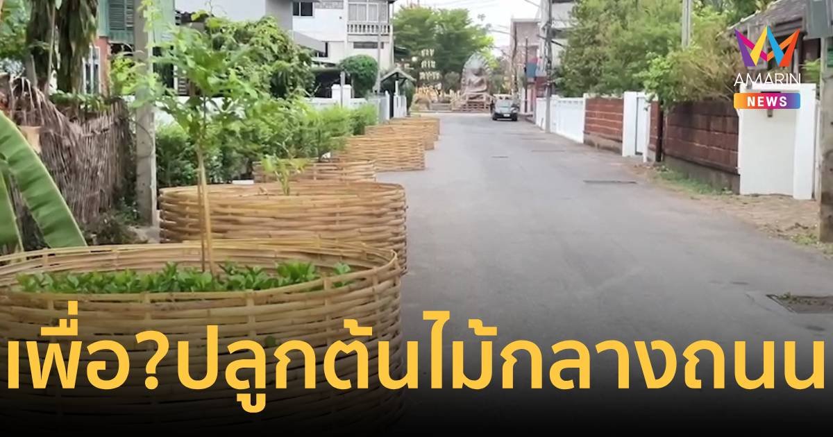 เอ๊ะนี่มันอะไร! ปลูกต้นไม้กลางถนน...ชาวเน็ตถามเพื่อ?
