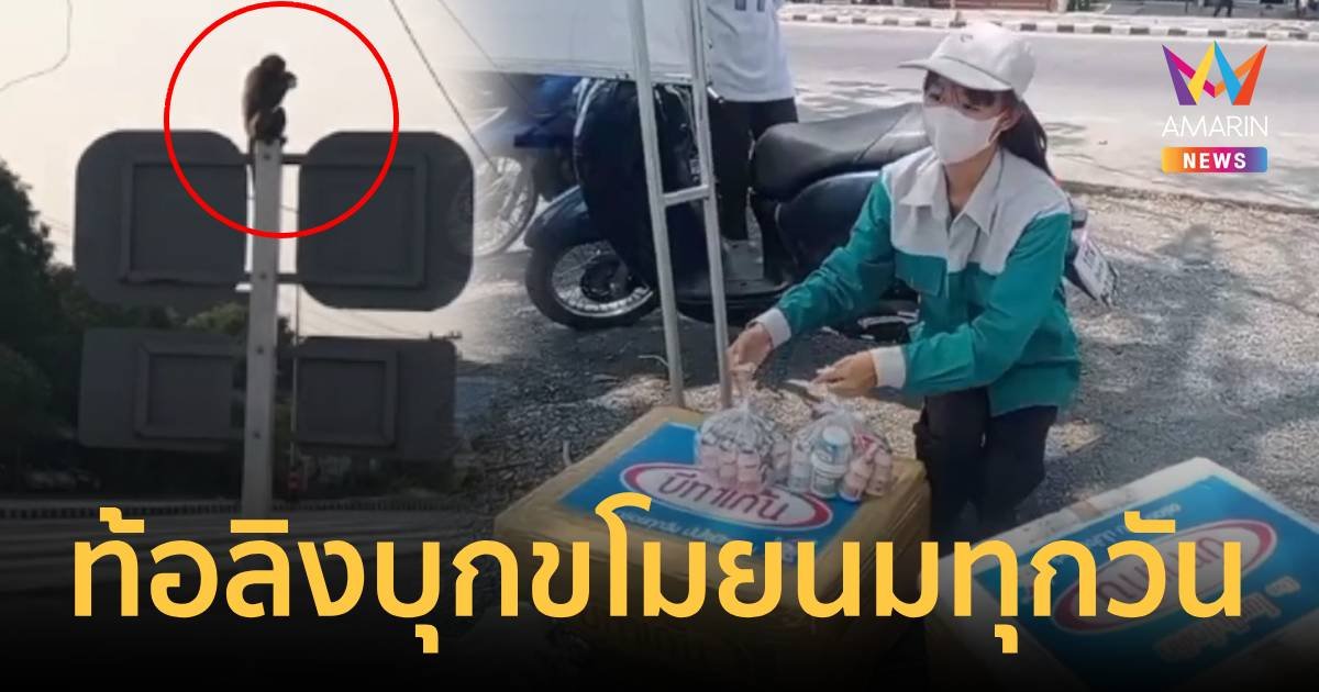 สาวน้อยตัดพ้อ ลิงบุกมาไกลแย่งนมที่ใช้ขายเสียหายหลายบาท