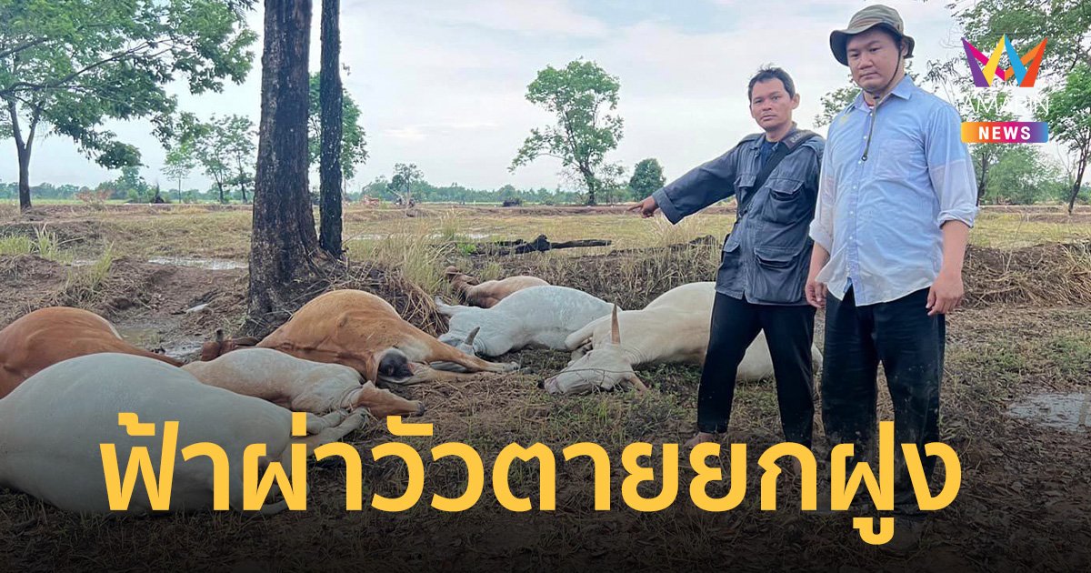 เจ้าของเศร้า! ฝนตกหนักอรัญประเทศ ฟ้าผ่าวัวตายยกฝูง 7 ตัว