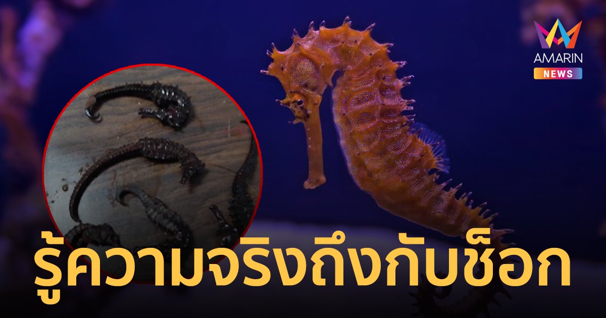 อวสานยาดอง! หนุ่มดองเหล้าด้วยม้าน้ำนาน 2 ปี จุดไฟเผาจึงรู้ความจริงว่าเป็นตัวอะไร