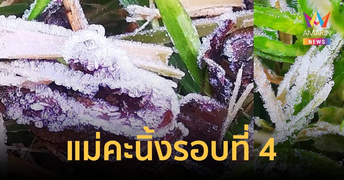 แม่คะนิ้งรอบที่ 4 อินทนนท์ยอดหญ้าเหลือ 0.3 องศาฯ