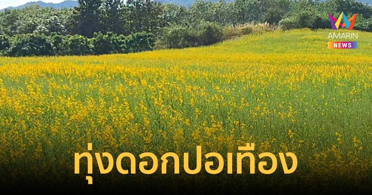 ทุ่งดอกปอเทืองเหลืองอร่ามกว่า 10 ไร่ รอให้นักท่องเที่ยวแวะไปชม