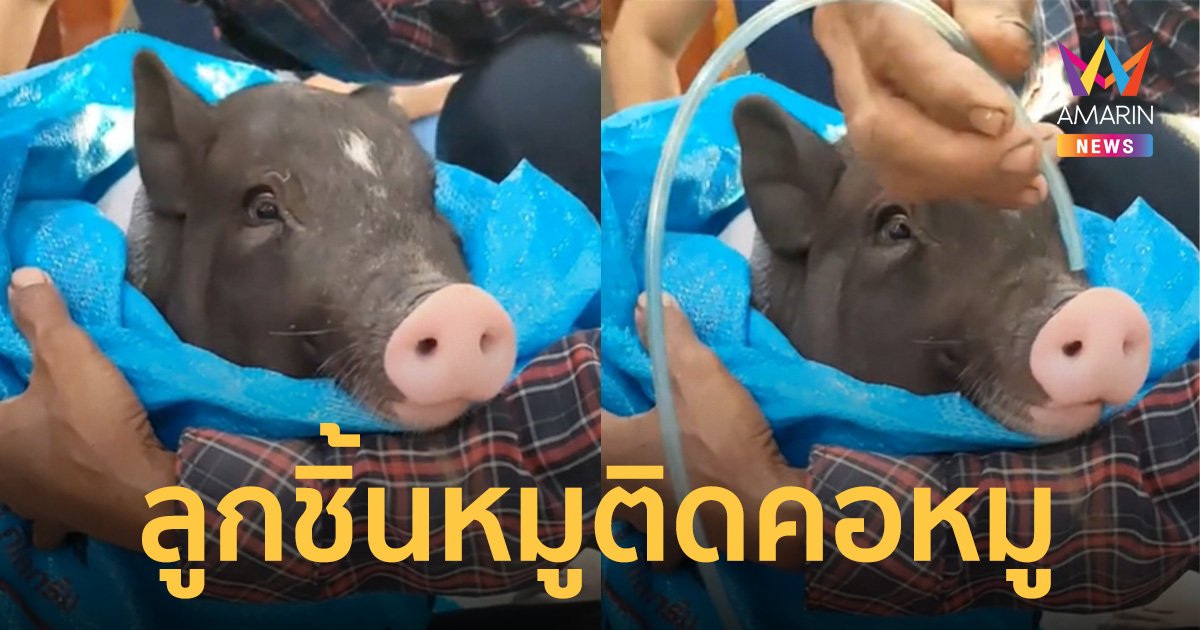 สุดวุ่น ชาวบ้านหิ้วหมูใส่กระสอบไปหาหมอ เพราะหมูกินลููกชิ้นหมูแล้วติดคอ