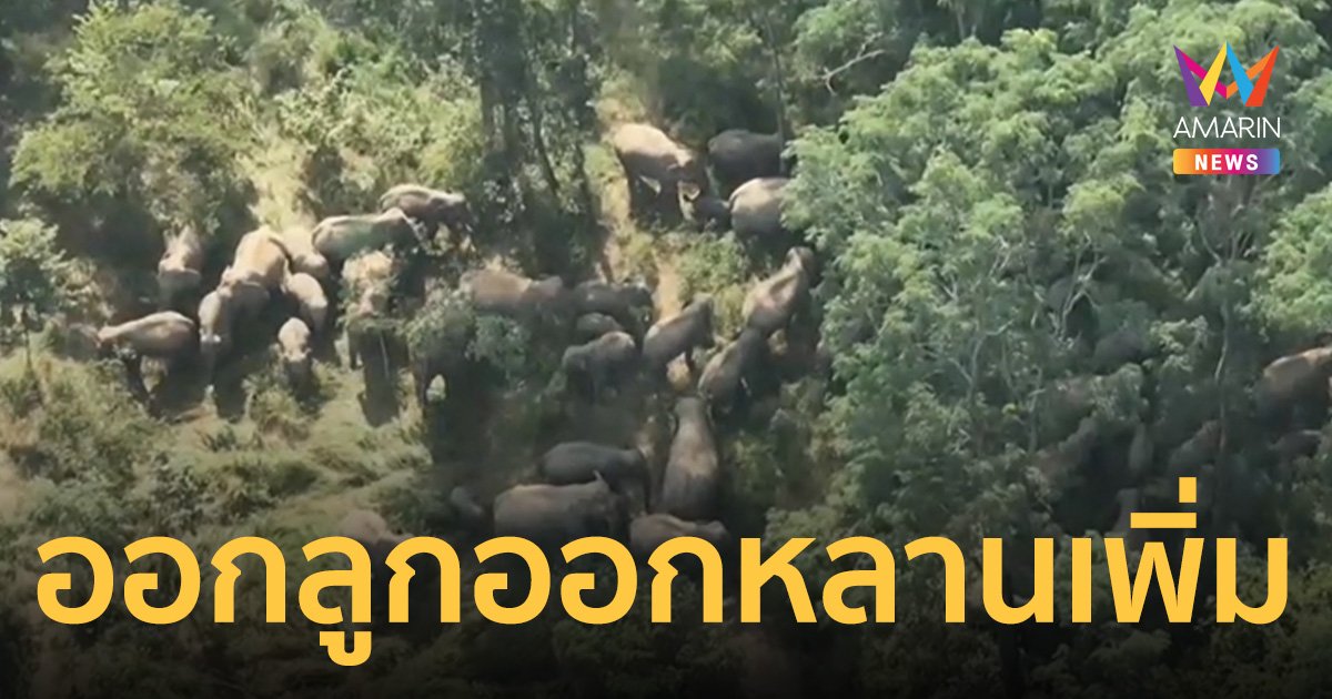 ผลักดันช้างป่าทับลานกว่า 60 ตัว บุกไร่ชาวบ้านครบุรี แถมออกลูกหลานเพิ่ม