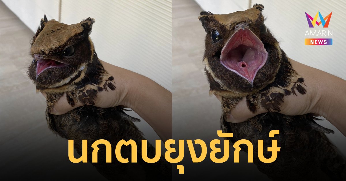สาวช่วยจับนกหน้าตาประหลาด! ชาวเน็ตแห่แซวเจ้าเขี้ยวกุดในการ์ตูน