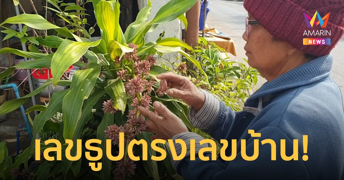 แห่ขอโชค "ต้นวาสนา" ออกดอกครั้งแรกรอบ 5 ปี จุดธูปได้เลขตรงบ้านเลขที่!