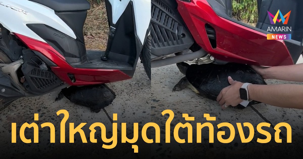 ฮือฮา! เต่าดำตัวใหญ่มุดใต้รถ จยย. ชาวเน็ตแห่ส่องเลขเด็ดทะเบียนรถวุ่น