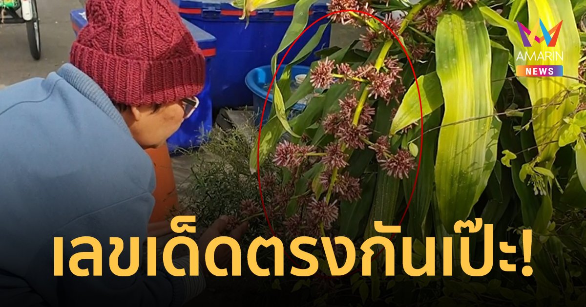 เลขเด็ดตรงกันเป๊ะ! แห่ขอโชค "ต้นวาสนา" ออกดอกครั้งแรกในรอบ 5 ปี