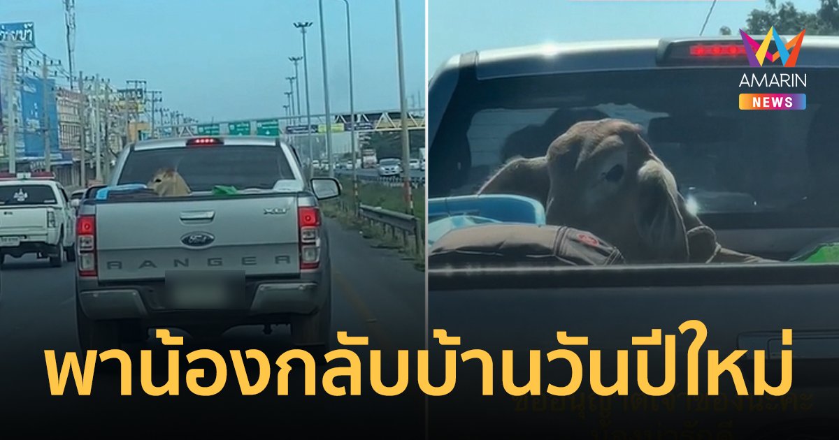 พาน้องกลับบ้าน! ไวรัลดวงดีจับฉลากได้วัวน้อย ต้องขนน้องใส่กระบะกลับบ้านวันปีใหม่