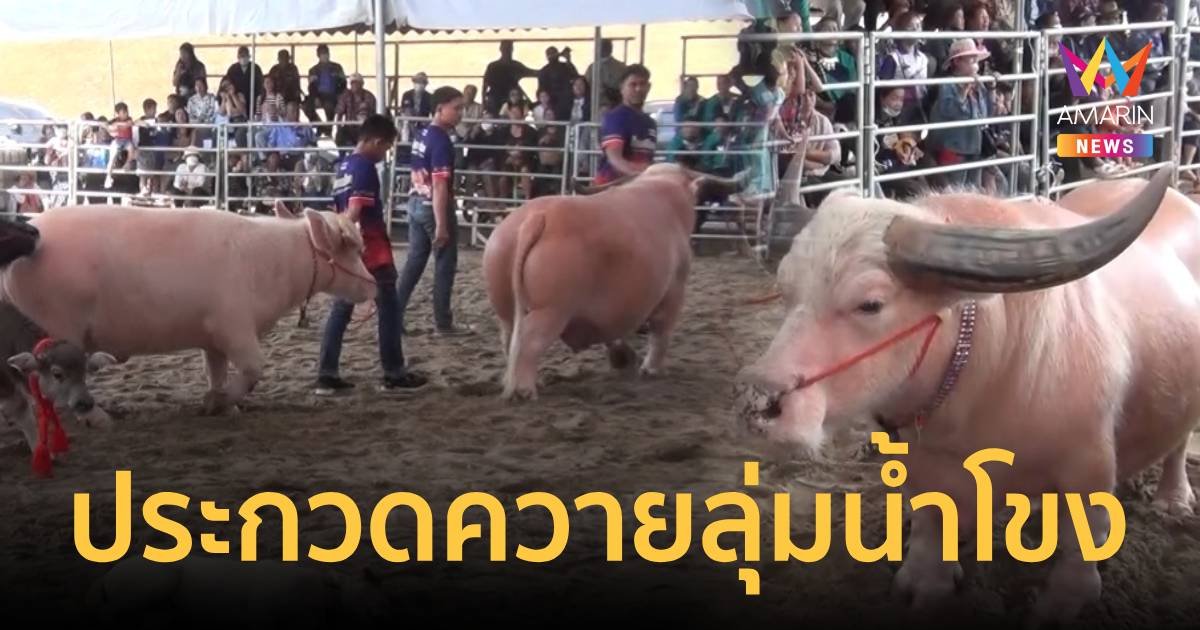 ชมควายงาม งานประกวดควายไทยลุ่มน้ำโขง