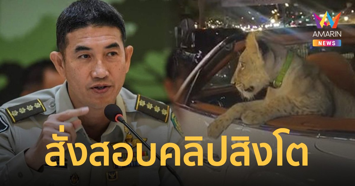 กรมอุทยานฯ เร่งสอบคลิป สิงโตนั่งรถหรูรอบพัทยา