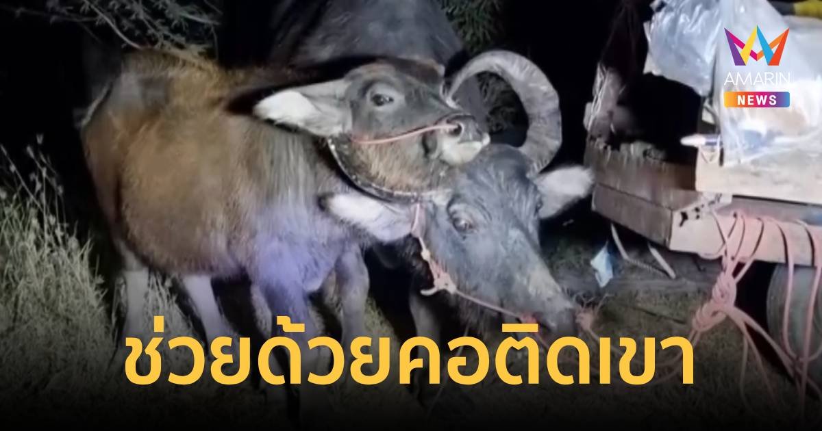 ช่วยด้วย คอติดเขาเอาไม่ออก มนุษย์เลยวุ่นชุลมุนตัดเขาควาย