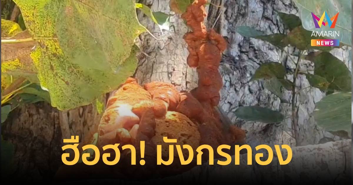 ฮือฮา! มังกรทองโผล่ต้นศรีมหาโพธิ์อายุ 500 ปี รับปีใหม่
