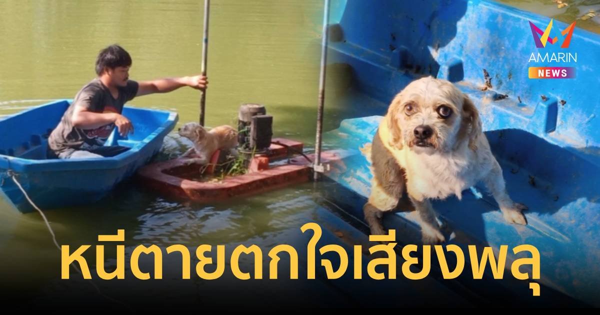 น้องหมาตกใจเสียงพลุ หนีเกาะบนตัวผันน้ำกลางบ่อน้ำลึก 10 เมตร