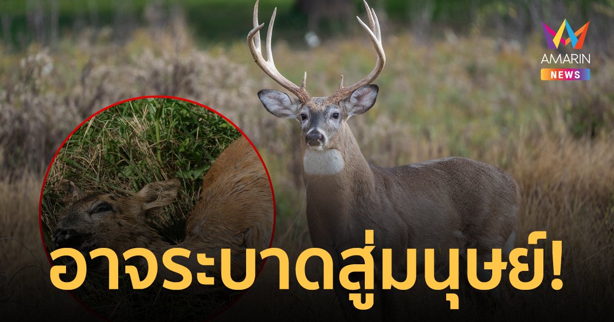 เฝ้าระวังใกล้ชิด! "โรคกวางซอมบี้" อาจระบาดสู่มนุษย์